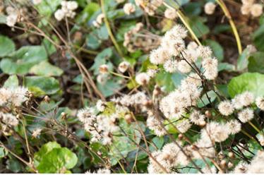 酸儿辣女 酸儿辣女