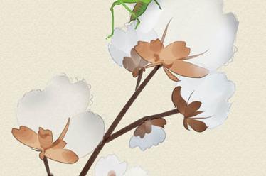 秋天吃桂圆好吗 秋天吃桂圆好吗