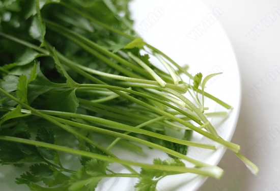 孕妇可以吃香菜吗