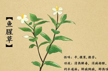 桂圆怎么吃最补血 桂圆怎么吃最补血