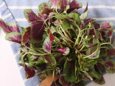 孕妇吃豌豆尖是缩宫的吗 孕妇吃豌豆尖是缩宫的吗