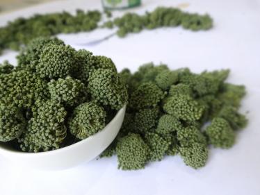 三七花泡水喝有什么功效3 三七花泡水喝有什么功效3
