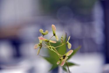 榆钱的功效与作用 榆钱怎么吃1 榆钱的功效与作用 榆钱怎么吃1