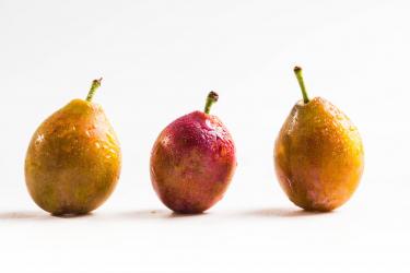 西梅和李子有啥区别 西梅和李子有啥区别