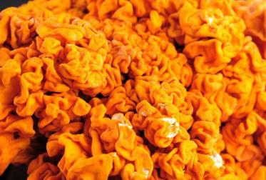 黄耳怎么吃最有营养 黄耳怎么吃最有营养