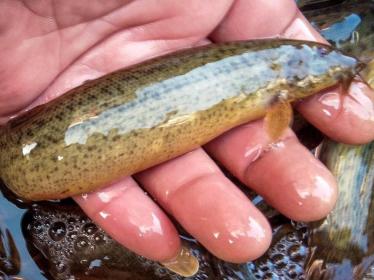 野生泥鳅与养殖泥鳅区别 野生泥鳅与养殖泥鳅区别