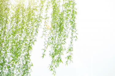 唐多令·柳絮赏析 唐多令·柳絮赏析