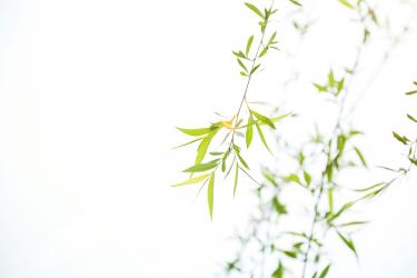 柳含烟御沟柳赏析 柳含烟御沟柳赏析