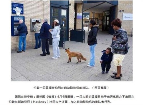狐狸取款机前排队“取钱”   网友：存的是兔子吗？