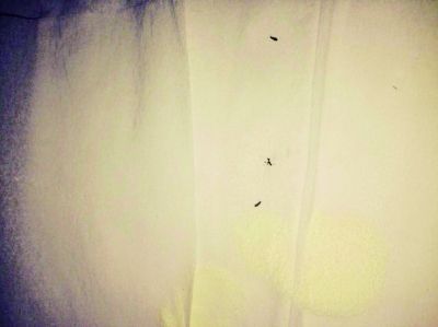 雅培奶粉内惊现虫子 其中还有一条是活的