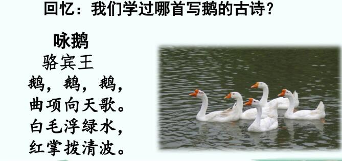 2021年部编版四年级下册第15课《白鹅》PPT课件资源免费下载