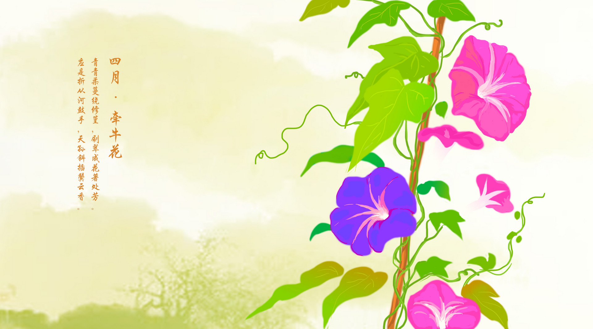 我的植物朋友牵牛花作文400字