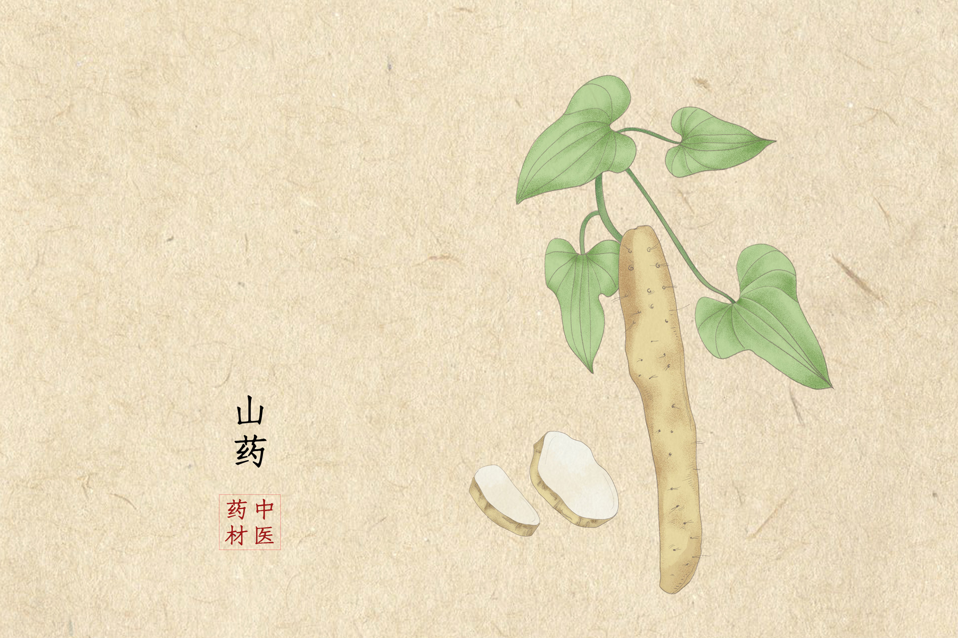 山药观察记作文550字