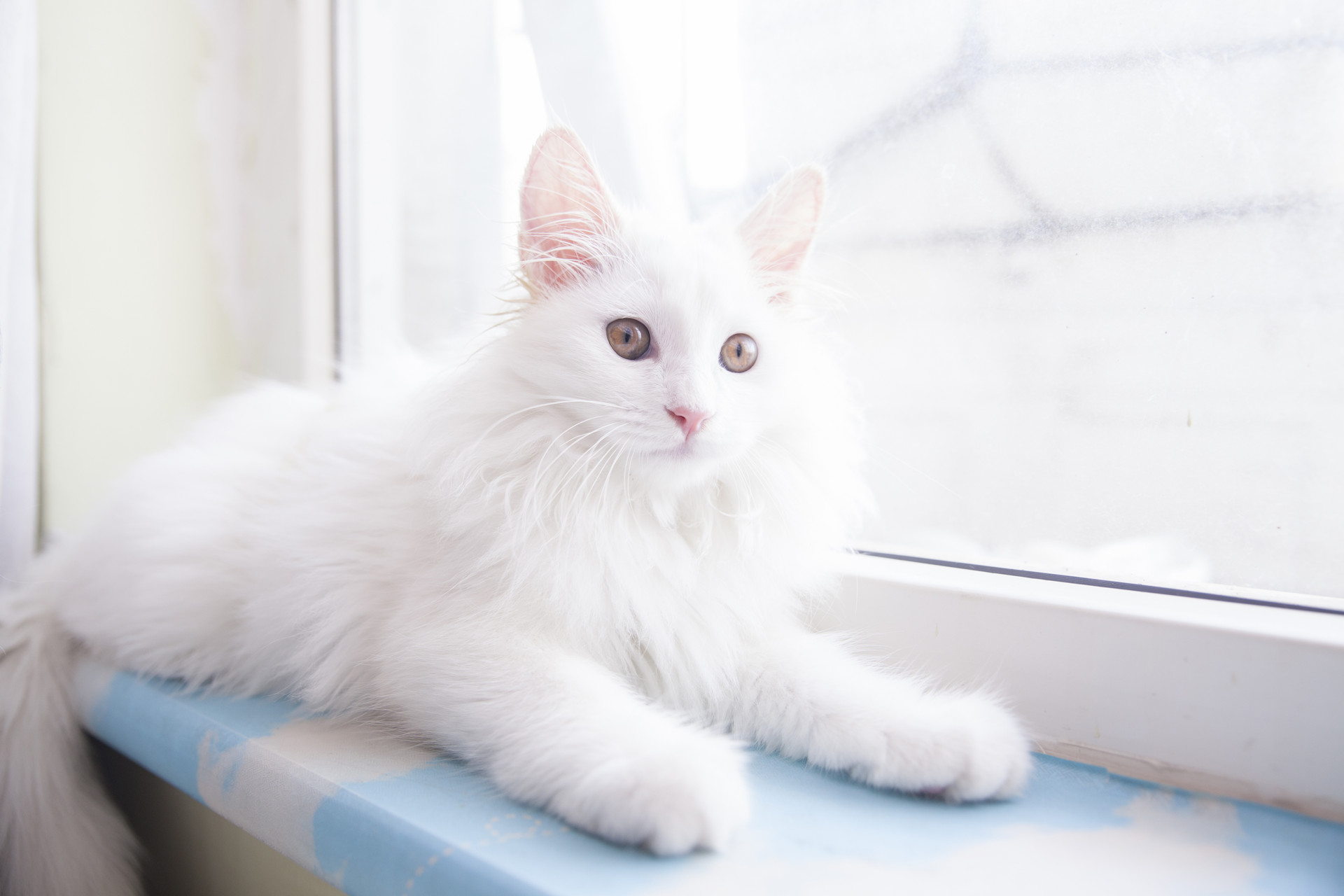 可爱的猫咪作文600字