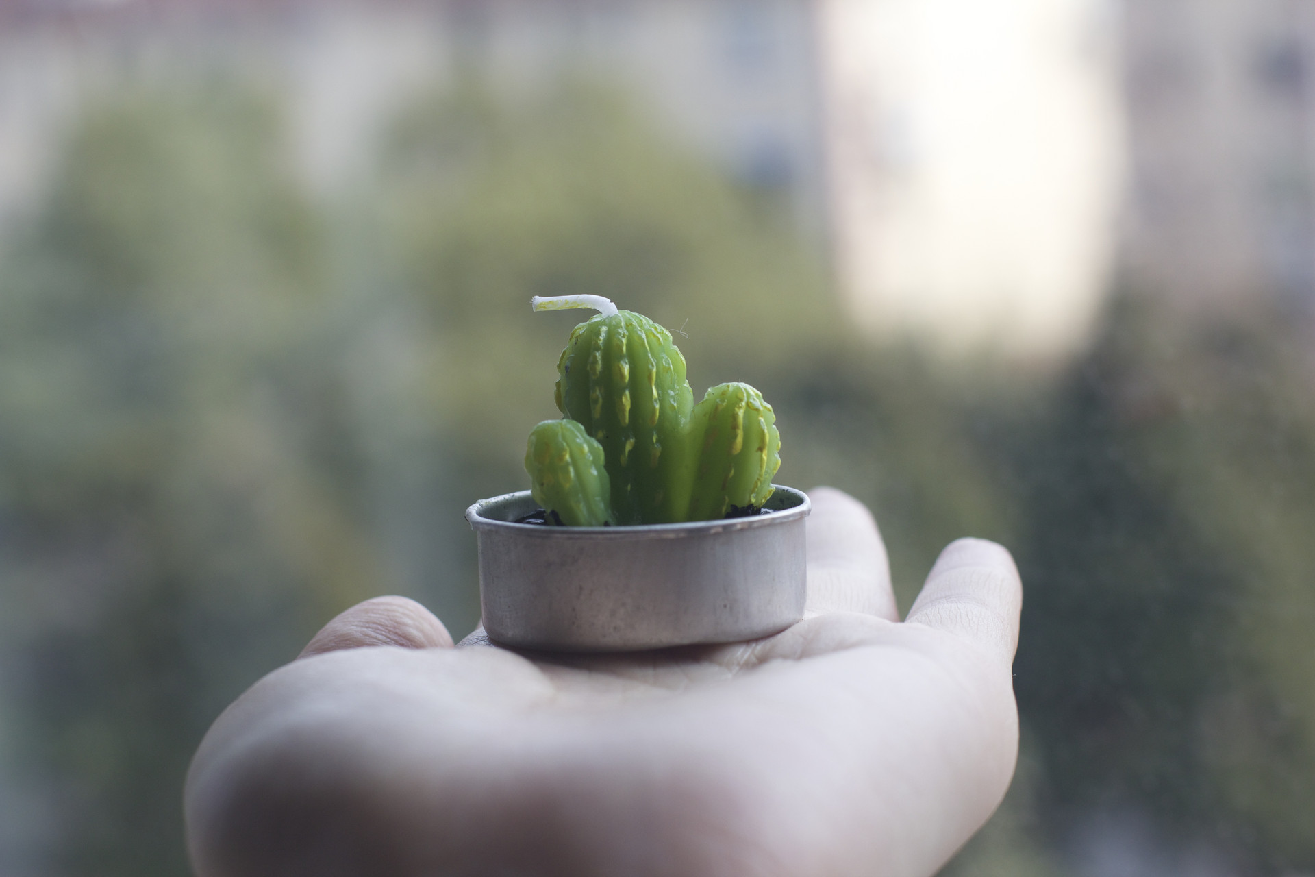 我喜爱的植物三年级作文400字左右