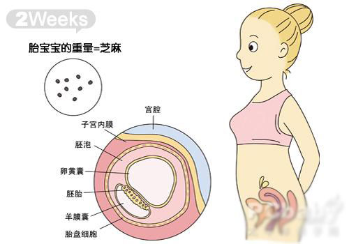 怀孕40周胎儿发育图，让你更直观的了解胎儿的发育情况。