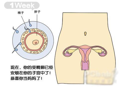 怀孕40周胎儿发育图，让你更直观的了解胎儿的发育情况。