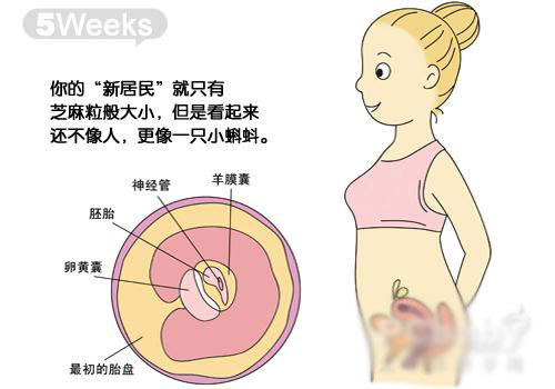 怀孕40周胎儿发育图，让你更直观的了解胎儿的发育情况。
