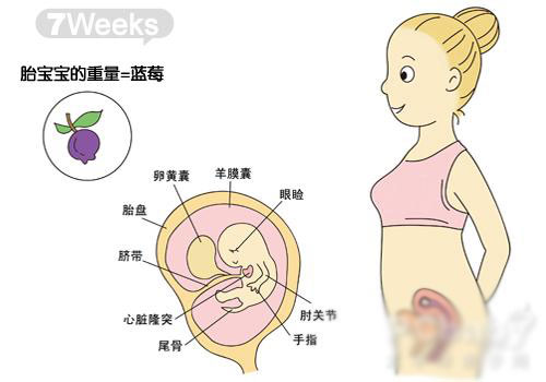 怀孕40周胎儿发育图，让你更直观的了解胎儿的发育情况。