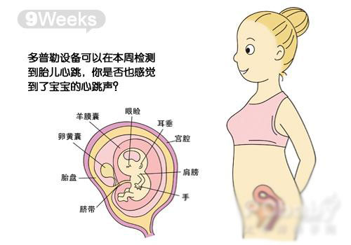 怀孕40周胎儿发育图，让你更直观的了解胎儿的发育情况。