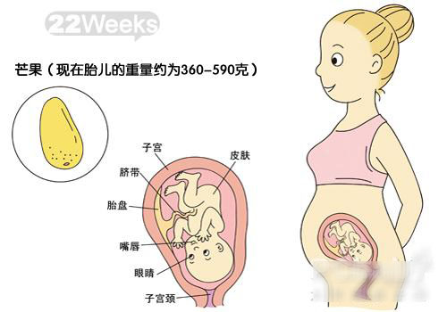 胎宝宝发育图解