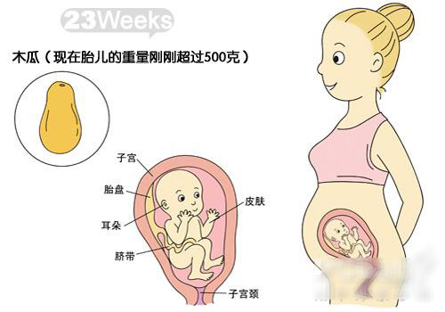 胎宝宝发育图解