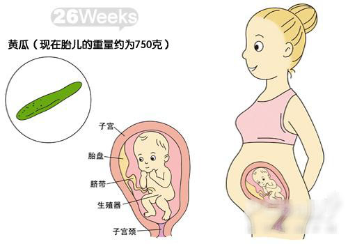胎宝宝发育图解