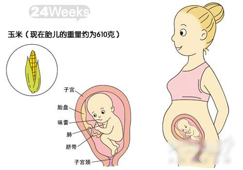 胎宝宝发育图解