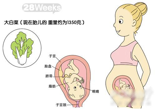 胎宝宝发育图解