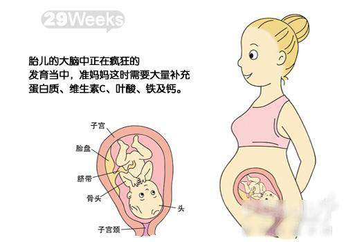 胎宝宝发育图解