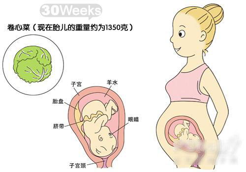 胎宝宝发育图解