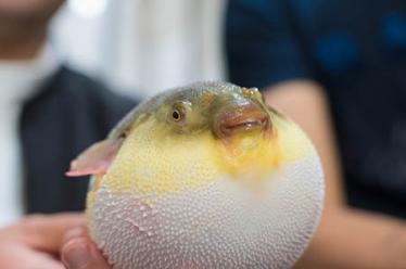 早孕停育原因 七大原因需谨慎