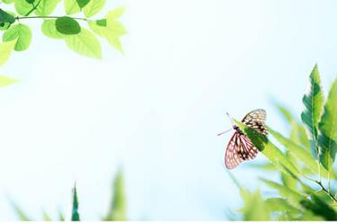 金线莲的功效与作用6