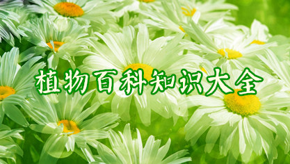 植物百科知识大全