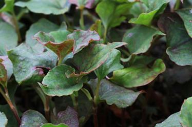 儿童餐具有什么作用2