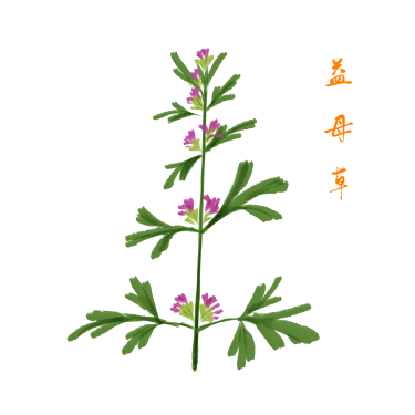 小孩可以吃益母草吗3