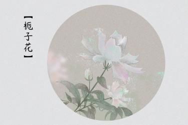 栀子花和蜂蜜一起泡的功效2