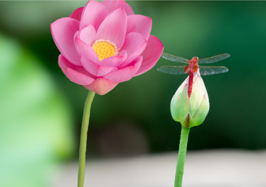 孕妇梦见栽花是什么意思