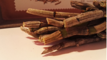 新鲜铁皮石斛发芽了还能吃吗