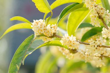 红桂花和白桂花哪个好
