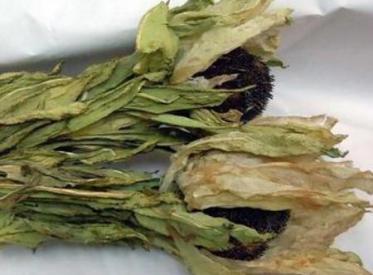 天山雪莲的正确吃法