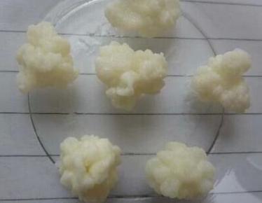天山雪莲菌的功效与作用及禁忌