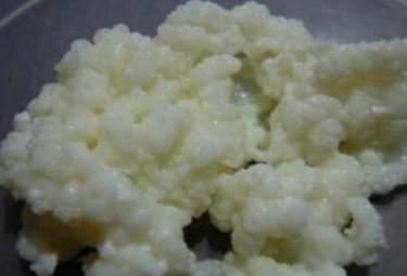 天山雪莲菌的功效与作用及禁忌