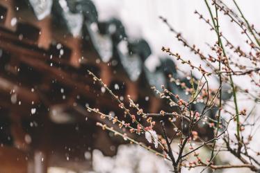 2020年冬天雪量大不大
