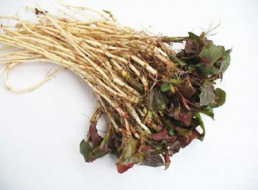 鱼腥草的功效与作用及禁忌症