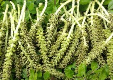 核桃花的功效与作用及食用方法