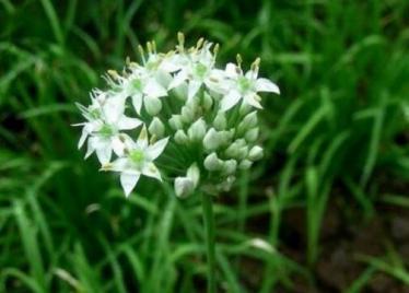 韭菜花什么季节才有卖