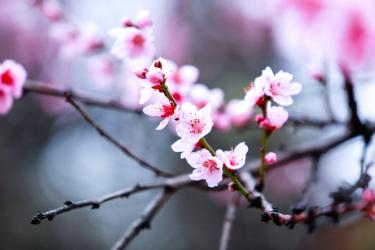 桃花元稹古诗拼音版 桃花元稹赏析的翻译