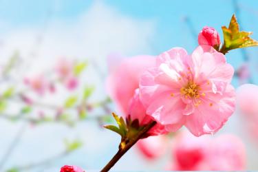 写春天桃花的作文400字