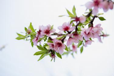 描写桃花的诗句古诗大全